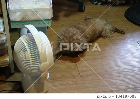 犬 狗 わんこ 134197085