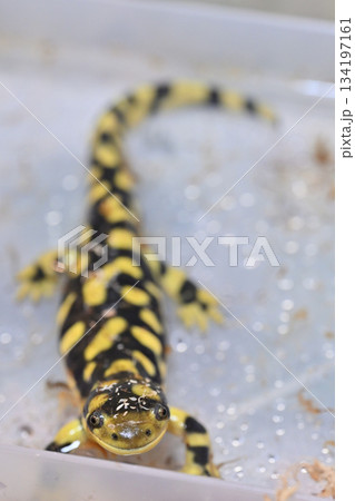 タイガーサラマンダー 134197161