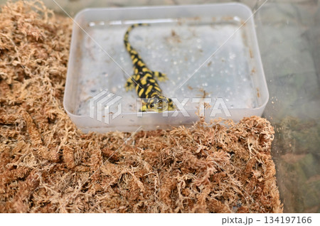 タイガーサラマンダー 134197166