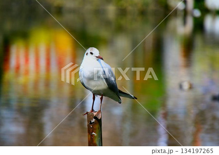 桜の名所『千鳥ヶ淵』に止まる… 【ユリカモメ】 134197265
