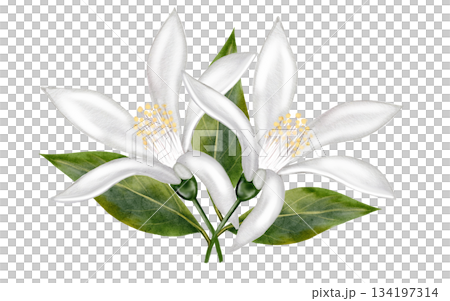 Lemon white flower watercolor. Hand drawn bud delicate. Clip art botanical on white background. Ideal for logo of tea and products from lemon 134197314