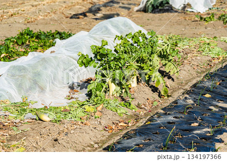 冬の畑の大根 134197366