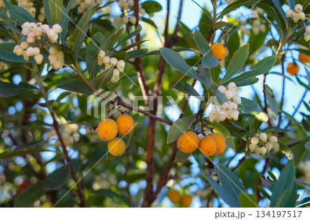 Close-up footage of an Arbutus unedo, commonly known as the Strawberry Tree, swaying gently in the breeze on a sunny day 134197517
