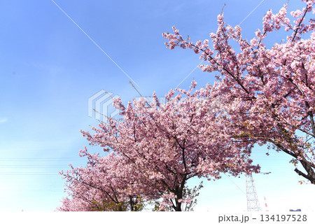 河津桜 134197528