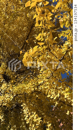 銀杏の葉が広がる風景 134197534
