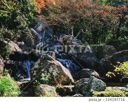 城西公園の庭園 134197716