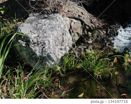 城西公園の庭園 134197718