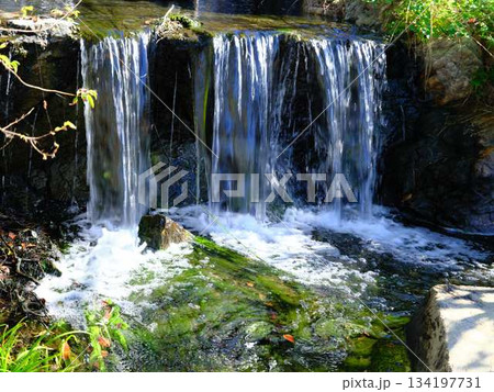城西公園の庭園 134197731