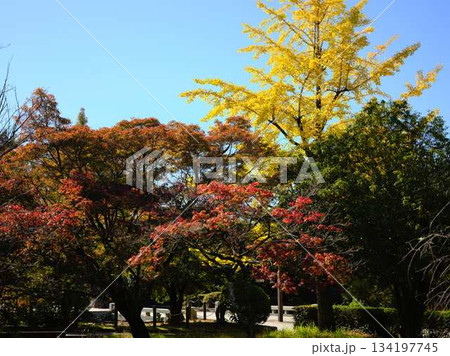 城西公園の庭園 134197745