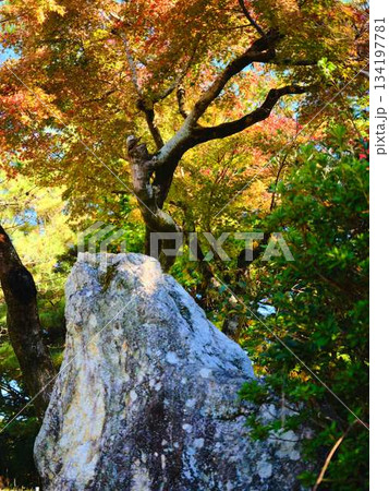 《高知県》紅葉 《高知県》紅葉 134197781