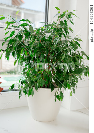 Large indoor ficus placed in a white pot near a bright window. Soft natural light emphasizes the healthy green leaves and brings a clean, cozy atmosphere to the modern home interior 134198061