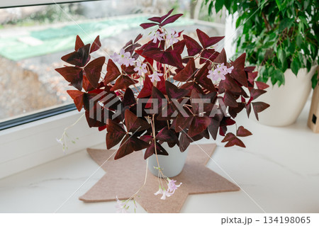 Burgundy oxalis plant placed in a small pot near a bright window. Its triangular leaves and subtle blossoms bring a decorative natural touch to the bright and cozy home environment 134198065