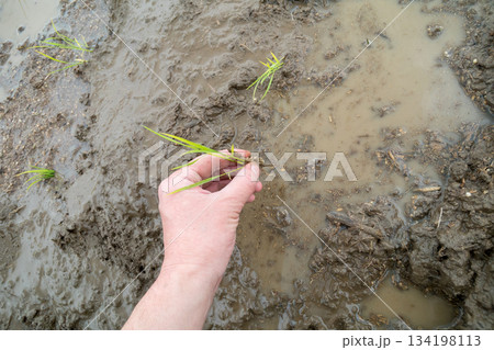 Agriculture Agriculture 134198113