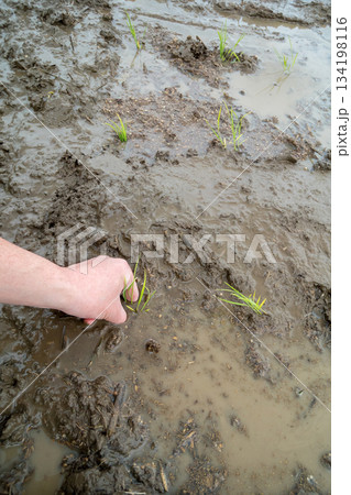 Agriculture Agriculture 134198116