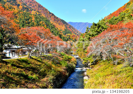 島々橋／島々谷川より上流方向を望む(長野県松本市)【2025.11】 134198205