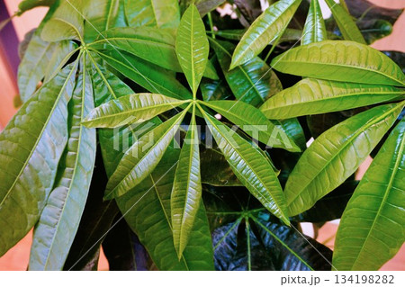 パキラ　観葉植物 134198282