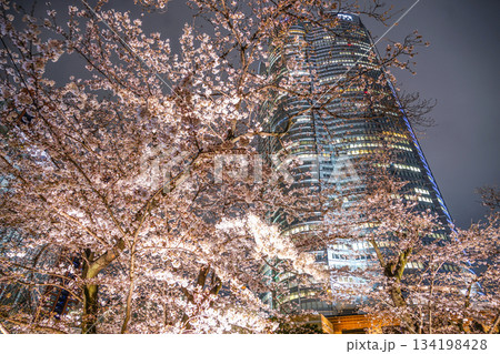毛利庭園の夜桜と六本木ヒルズ 134198428