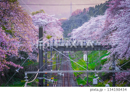春の山北駅（神奈川県足柄上郡） 134198434