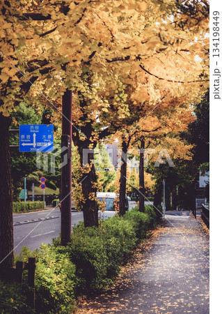 紅葉に覆われた代々木公園 134198449