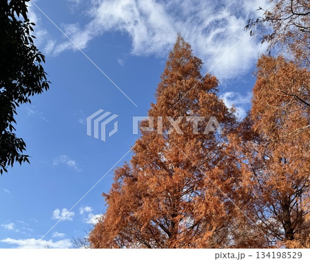 冬の空と紅葉 冬の空と紅葉 134198529