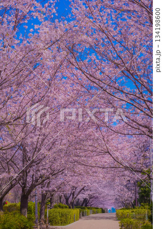 桜並木を進む子供たち 134198600