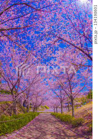 桜トンネルの彩り 134198601