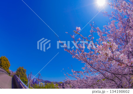 センター北の桜と青空 134198602