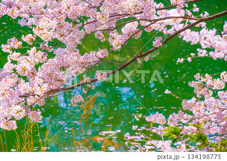 満開の桜と川の風景 満開の桜と川の風景 134198775