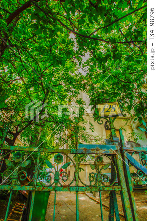 緑に覆われた古い門 134198796