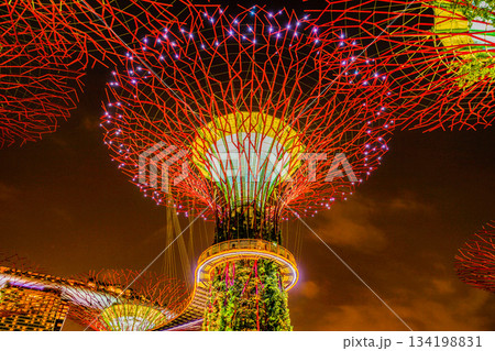 夜空に咲く光の樹 134198831