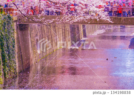 目黒川の桜と橋 目黒川の桜と橋 134198838