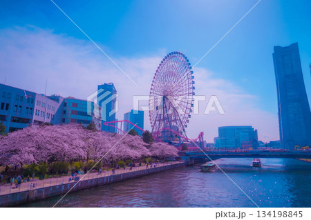 観覧車と桜咲く横浜 134198845