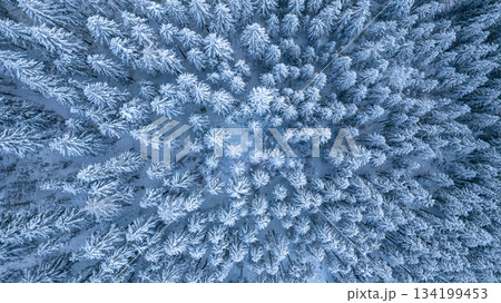Aerial drone photo of a snow-covered spruce forest in winter. The treetops form a peaceful white pattern under soft morning light. Aerial drone photo of a snow-covered spruce forest in winter. The treetops form a peaceful white pattern under soft morning light. 134199453