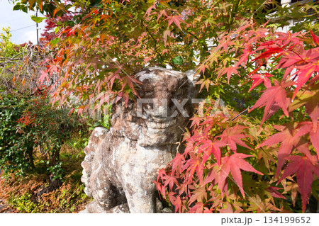 紅葉したモミジと狛犬 134199652