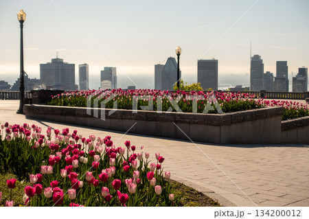 Montreal canada city Skyline in spring Montreal canada city Skyline in spring 134200012