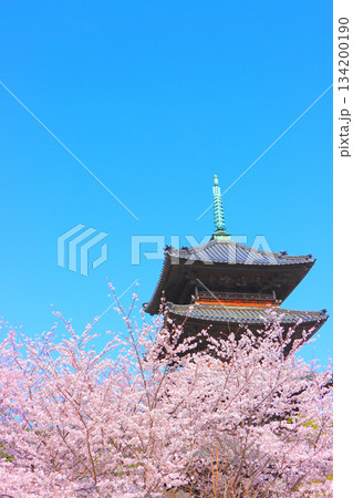 愛知県名古屋市、満開の桜と八事山興正寺五重塔の風景 134200190