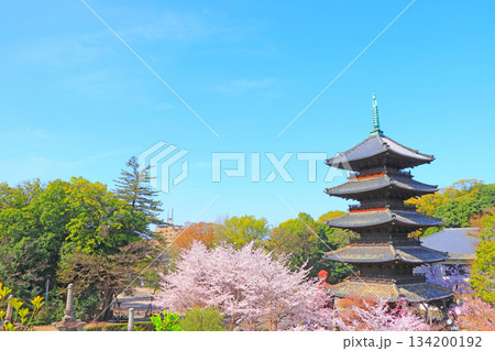 愛知県名古屋市、満開の桜と八事山興正寺五重塔の風景 愛知県名古屋市、満開の桜と八事山興正寺五重塔の風景 134200192