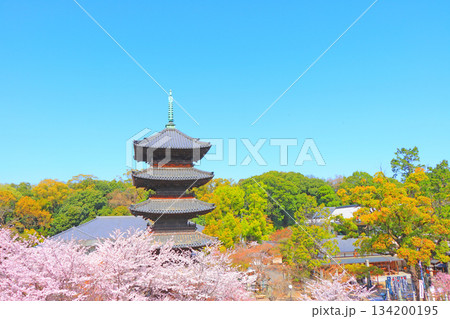 愛知県名古屋市、満開の桜と八事山興正寺五重塔の風景 134200195