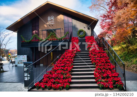 際立つポインセチアのアプローチ 134200210