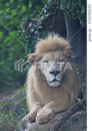 ホワイトライオン ホワイトライオン 134200220