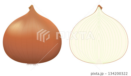 皮の付いた玉ねぎ 半分に切った玉ねぎの断面 皮の付いた玉ねぎ 半分に切った玉ねぎの断面 134200322