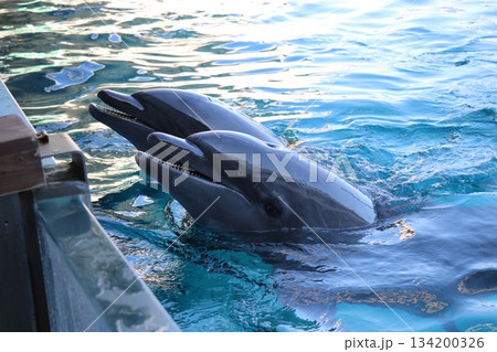 イルカショーの風景、アドベンチャーワールド、和歌山県 134200326