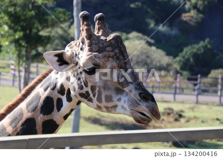 アドベンチャーワールド 餌やり フィーディング キリン アドベンチャーワールド 餌やり フィーディング キリン 134200416