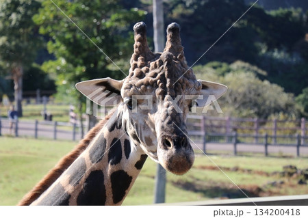 アドベンチャーワールド 餌やり フィーディング キリン アドベンチャーワールド 餌やり フィーディング キリン 134200418