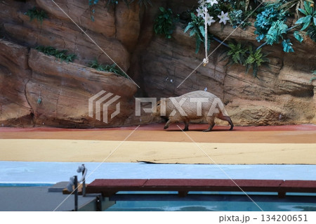 アドベンチャーワールド、和歌山県、アニマルショー アドベンチャーワールド、和歌山県、アニマルショー 134200651