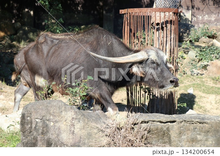 アドベンチャーワールド、和歌山県、サファリパーク 134200654