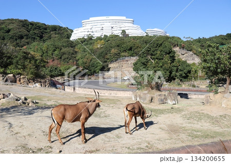 アドベンチャーワールド、和歌山県、サファリパーク アドベンチャーワールド、和歌山県、サファリパーク 134200655