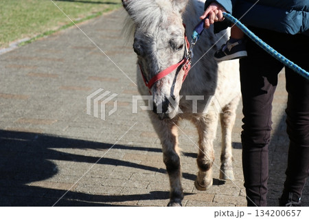 アドベンチャーワールド、和歌山県、引き馬 アドベンチャーワールド、和歌山県、引き馬 134200657