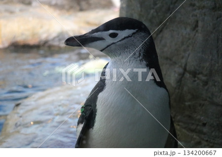 アドベンチャーワールド、和歌山県、水族館 134200667