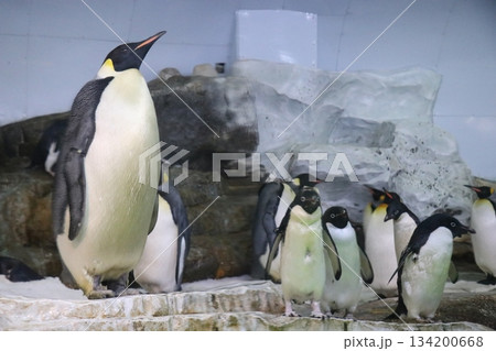 アドベンチャーワールド、和歌山県、水族館 134200668